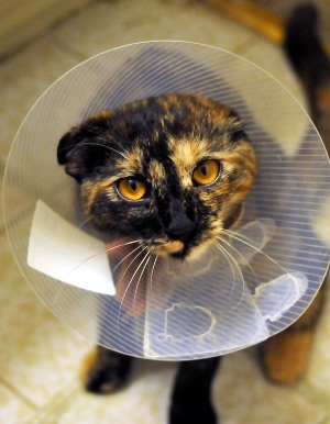 Knik Fairview Alaska calico cat with cone on head