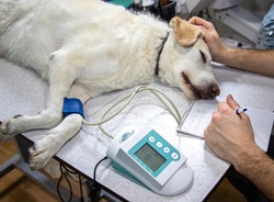 Athens Alabama veterinarian monitoring dog's blood pressure