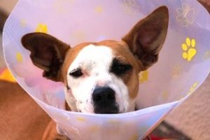 Chino Valley Arizona dog with large ears with cone on head