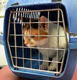 Knik Fairview Alaska cat in carrier in veterinary hospital